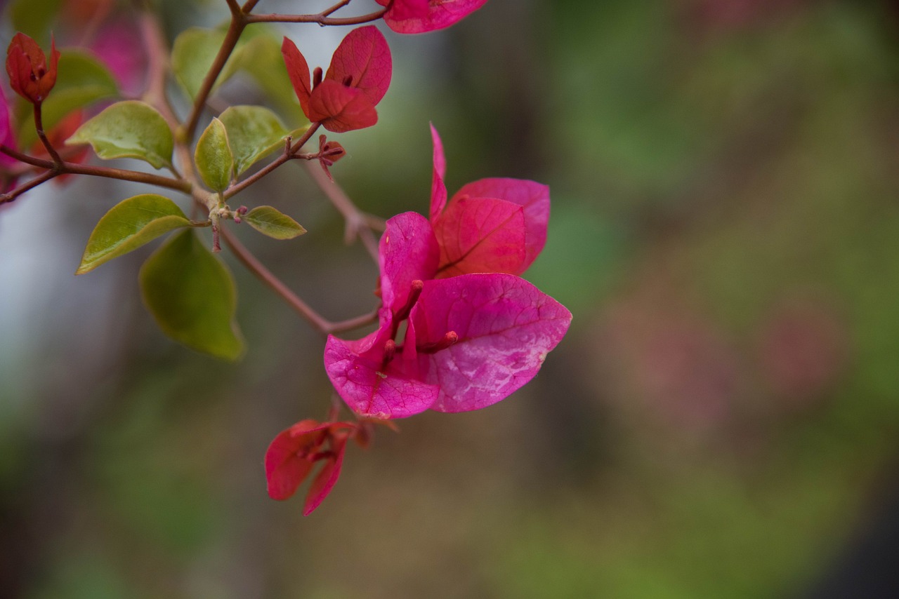 金桂花树种植技术