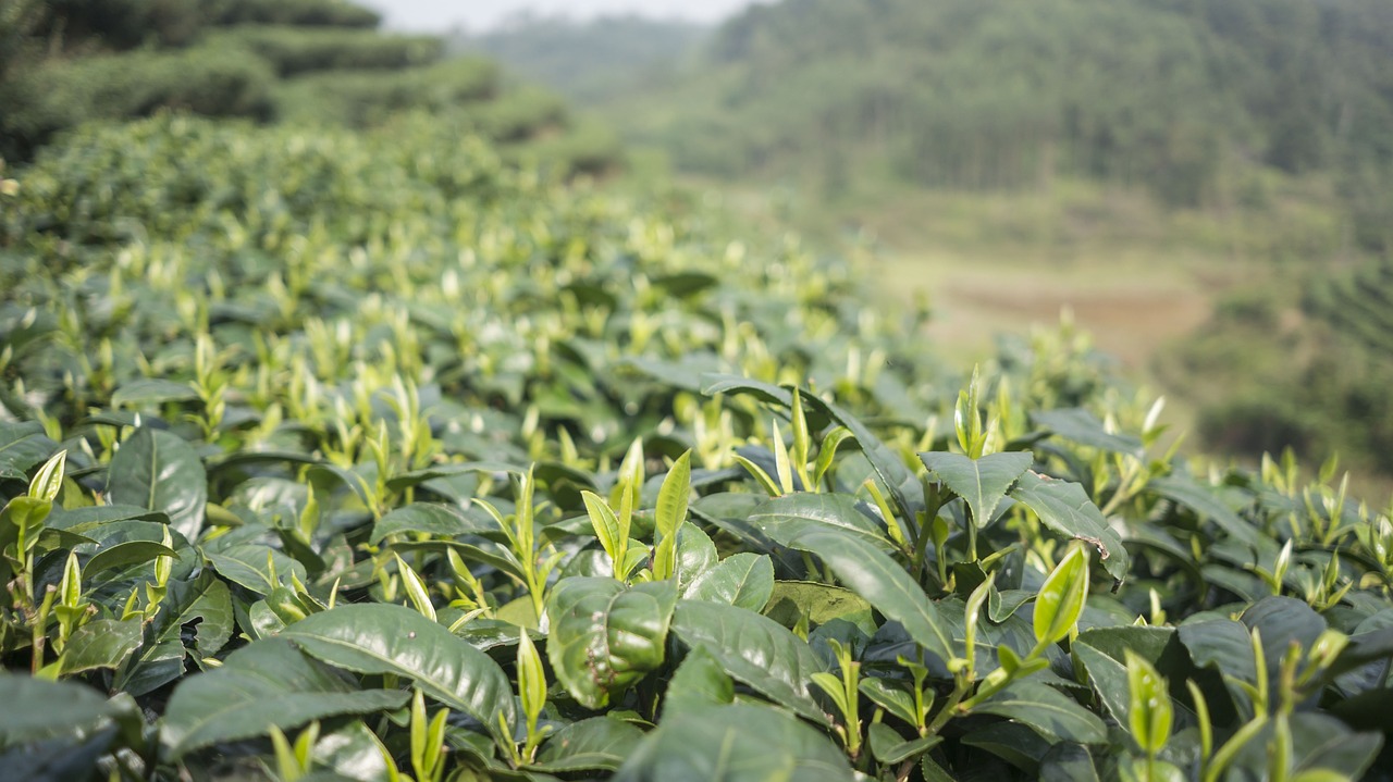 探寻碧螺春，传统名茶的性价比与市场价值