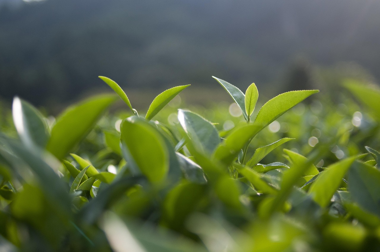 西湖龙井茶价格