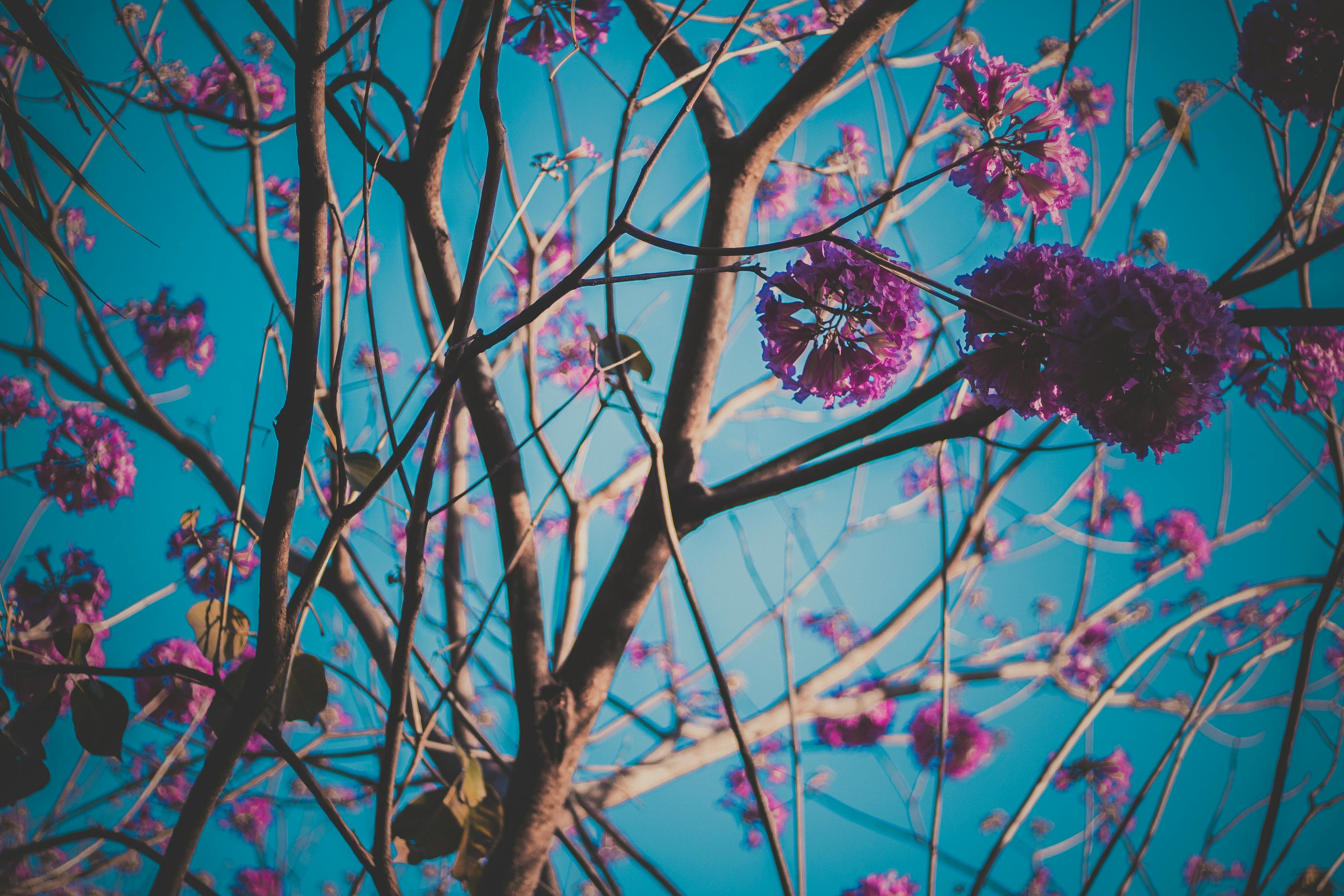 彩天堂,彩天堂，梦幻与现实的交织